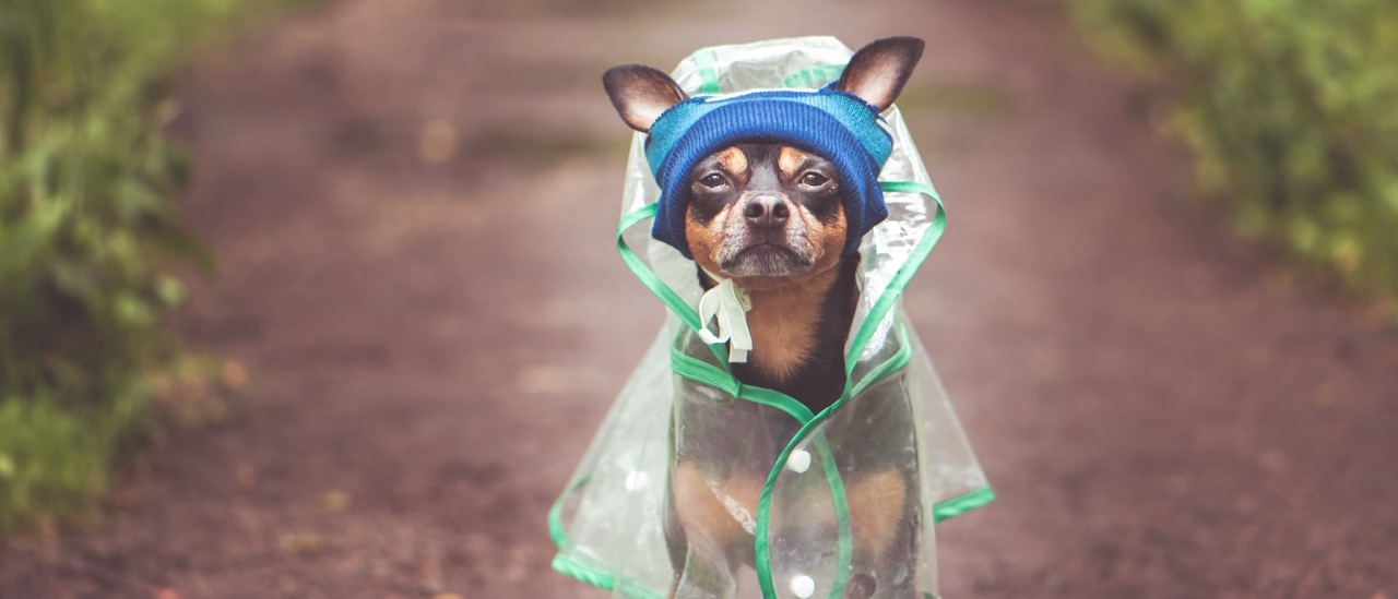 hund, regenjacke, regenmantel, kapuze, transparent