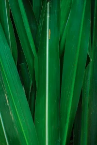 Vetivergras