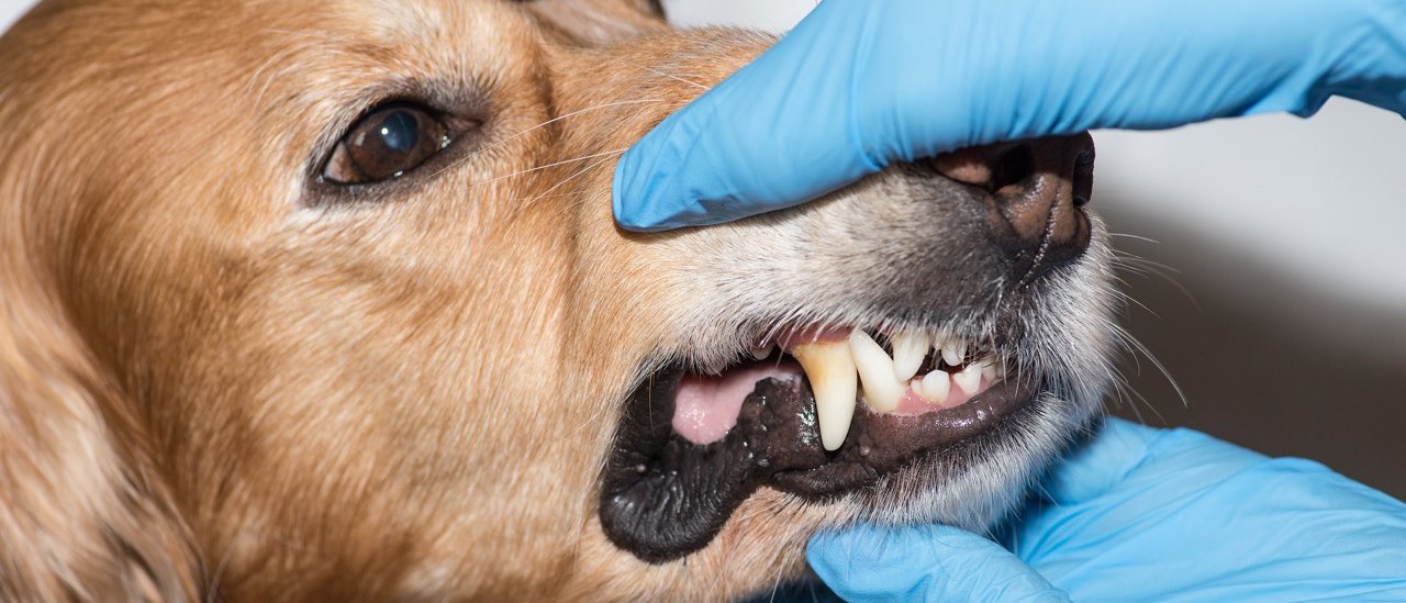 Zahnheilkunde bei Hund und Katze