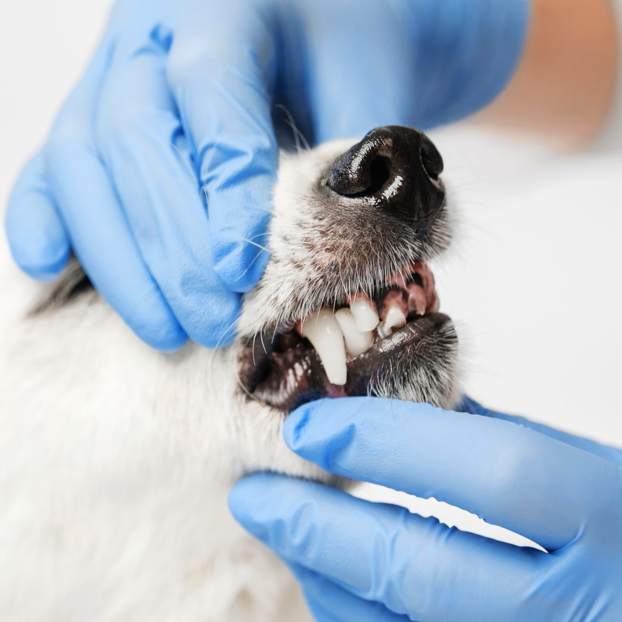 zahnuntersuchung, tierarzt, hunde, zähne, mundhygiene