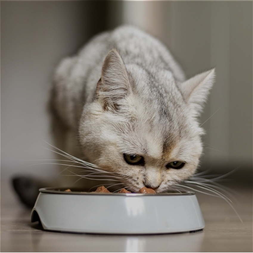 Katzenfutter, Katze, Futterschale, Futterdose, Tiernahrung