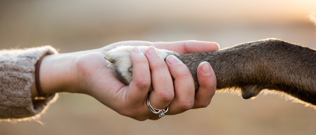Hände halten Pfote, Händedruck, Tierkontakt, Pfotenpflege, Tierfreundschaft