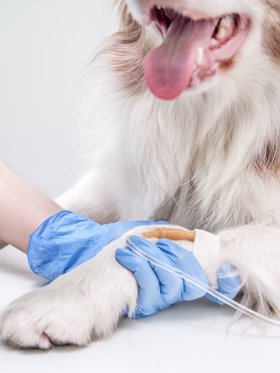 tierarzt, hund, Vet-Handschuhe, Intravenös, Katheter, Infusion, medizinischer Eingriff, Tierpflege, Tiergesundheit