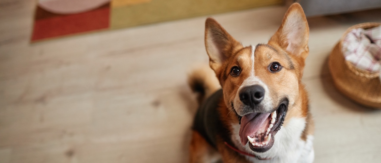 Hund, brauner Hund, Holzboden, weisses Maul, freundlicher Hund