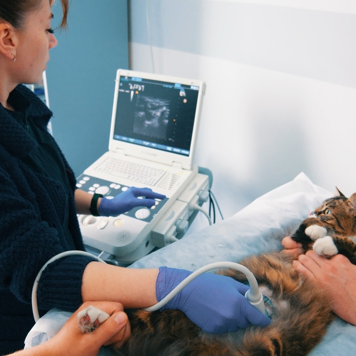 tierarzt, untersuchung, sonografie, katze, tierarztpraxis