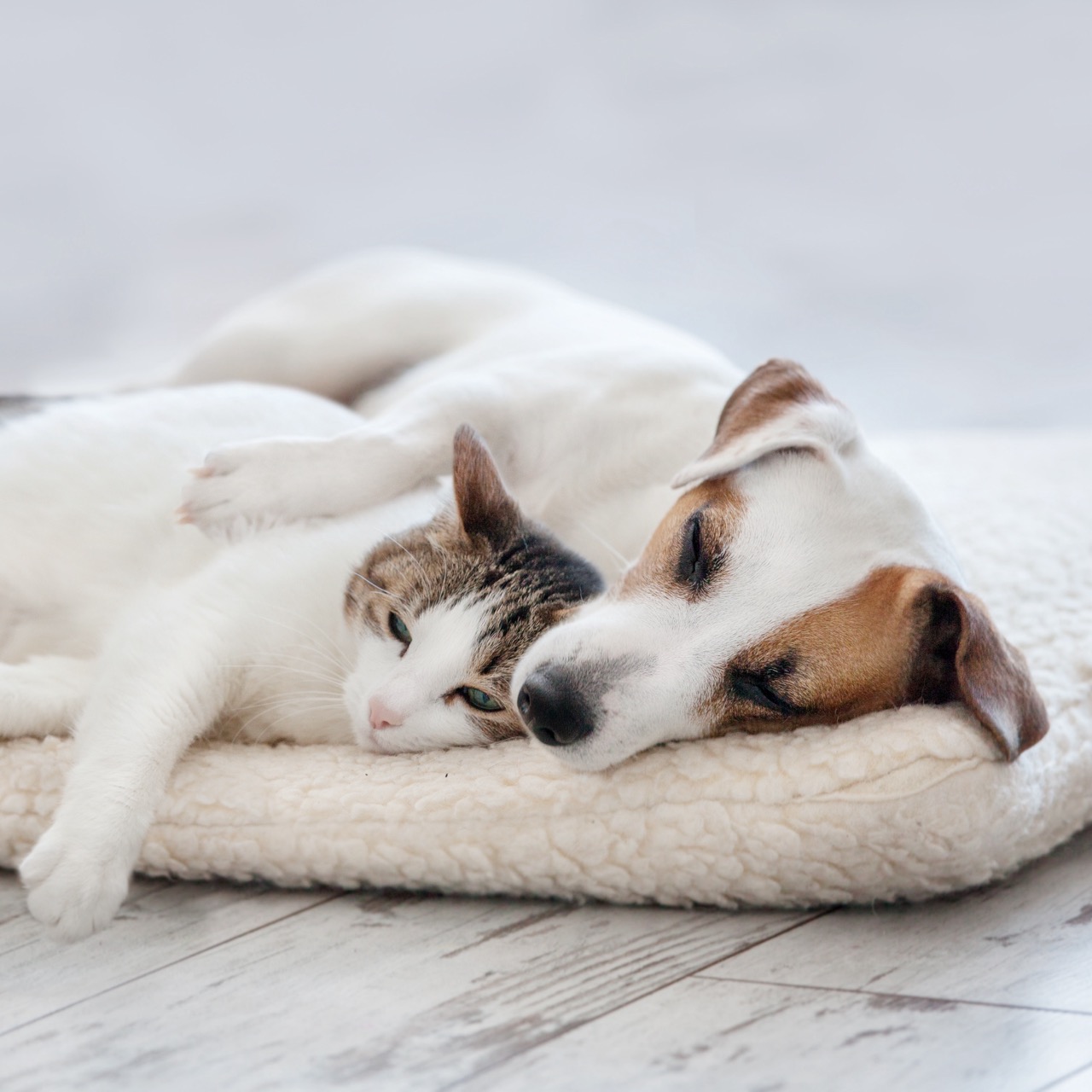 Hund, Schlafplatz, Kuscheldecke, Beagle-ähnig, Tierliebe, Katzenbett, Haustierdecke, Weiß, Beige, Hund-Katze